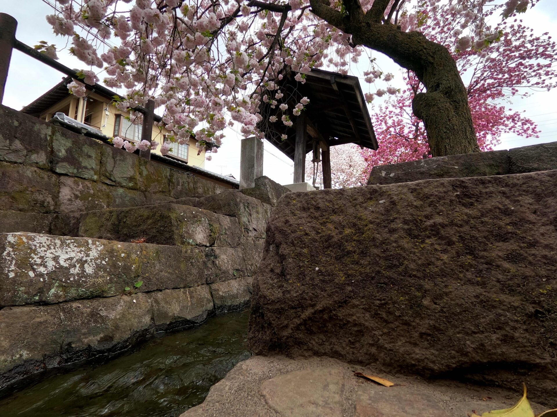 白井宿の小川と八重桜