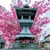 白井塾の灯篭と八重桜