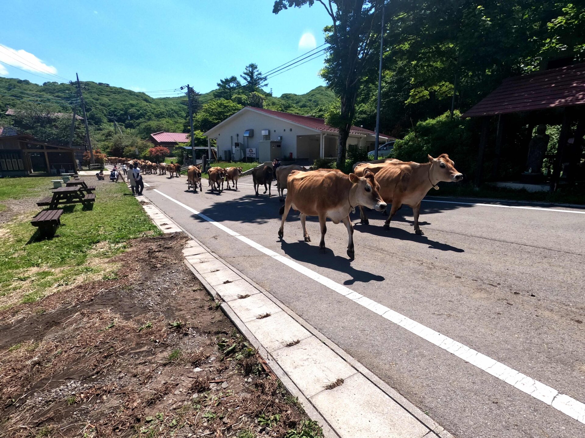 神津牧場の牛の行進